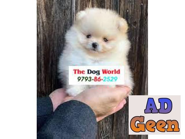 used Small Cute Pom Puppies available Call 9793862529 for sale 